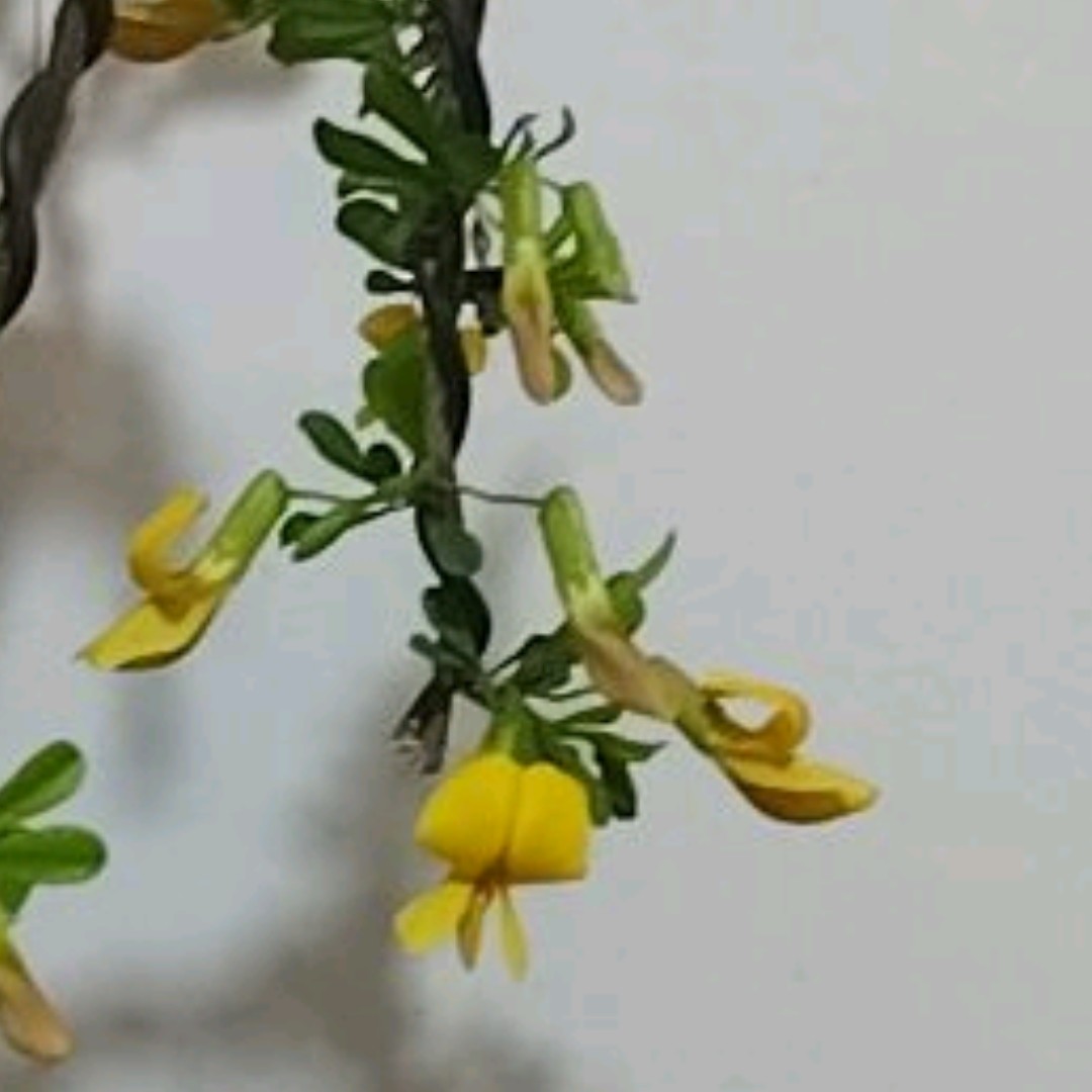 海棠盆景付米专用