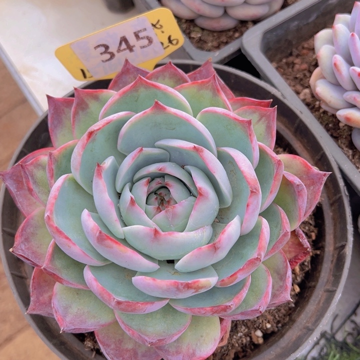 健健康康平平安安多肉