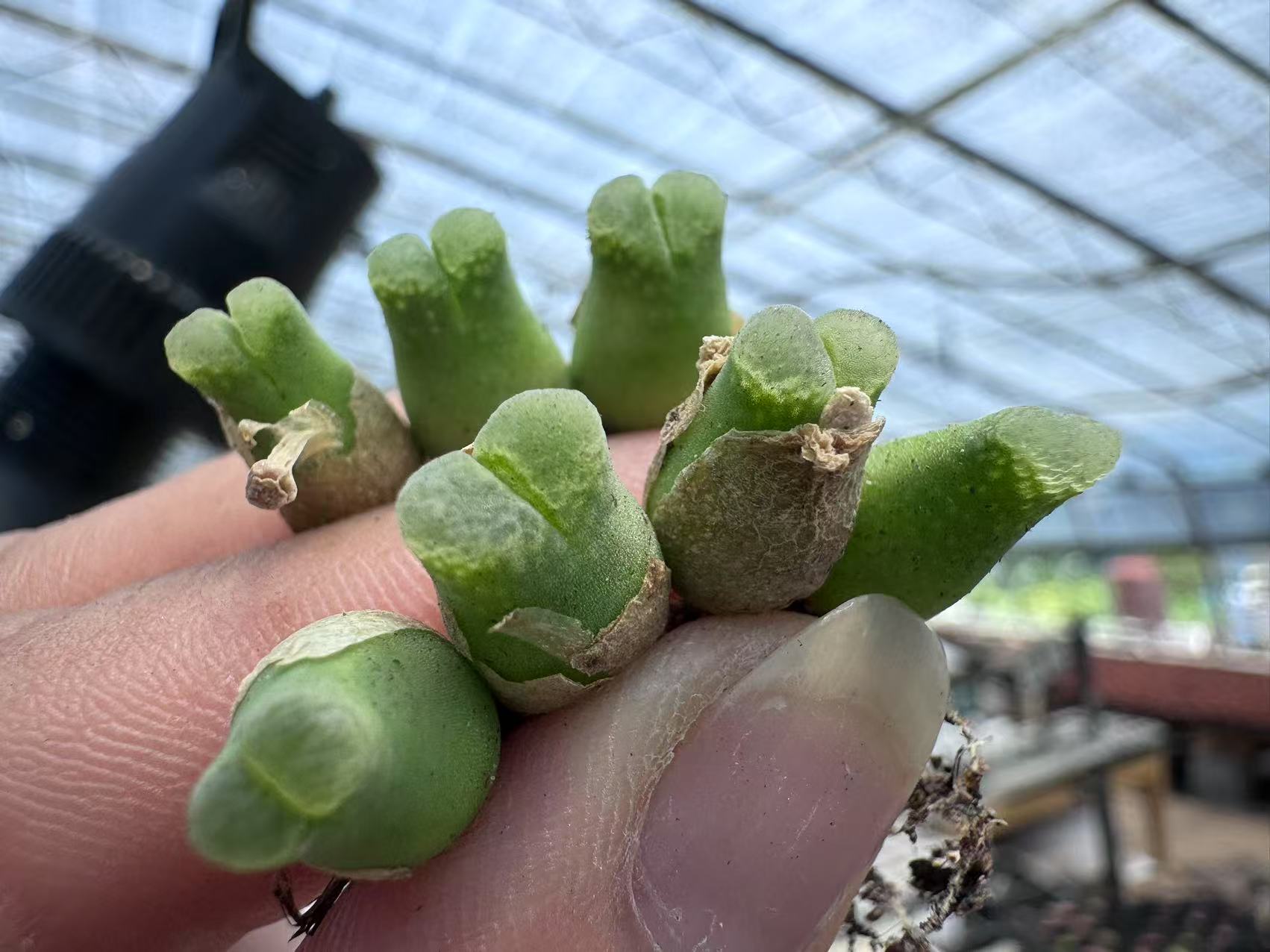 7.13-2多肉植物肉锥黄金体little woodii 一颗