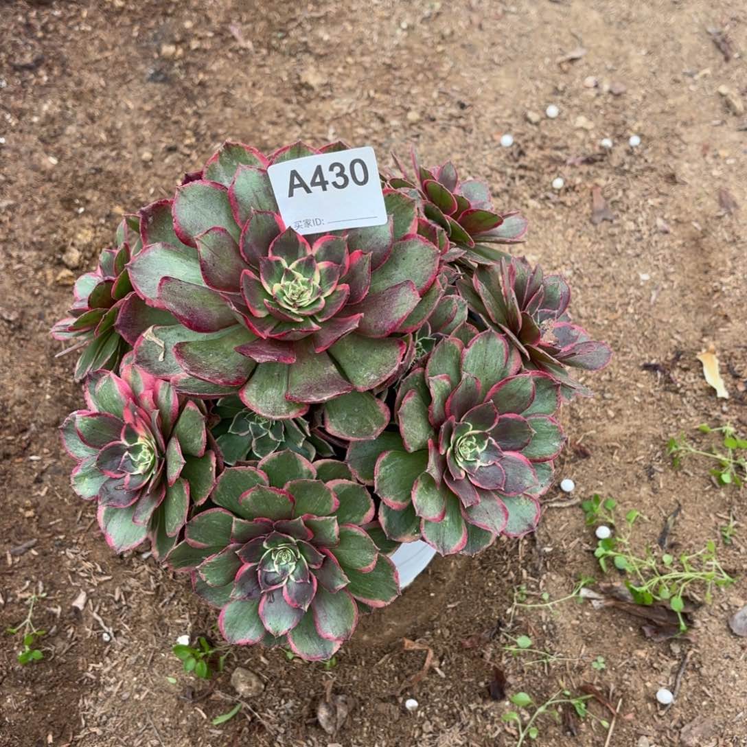 粉花妖断枝不包430