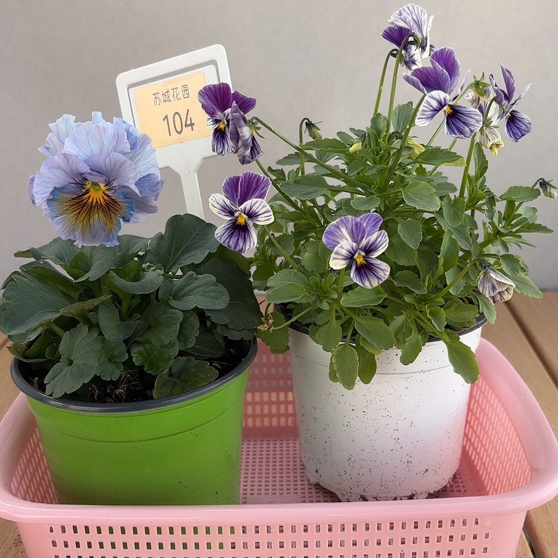 大部分开放少量花苞104