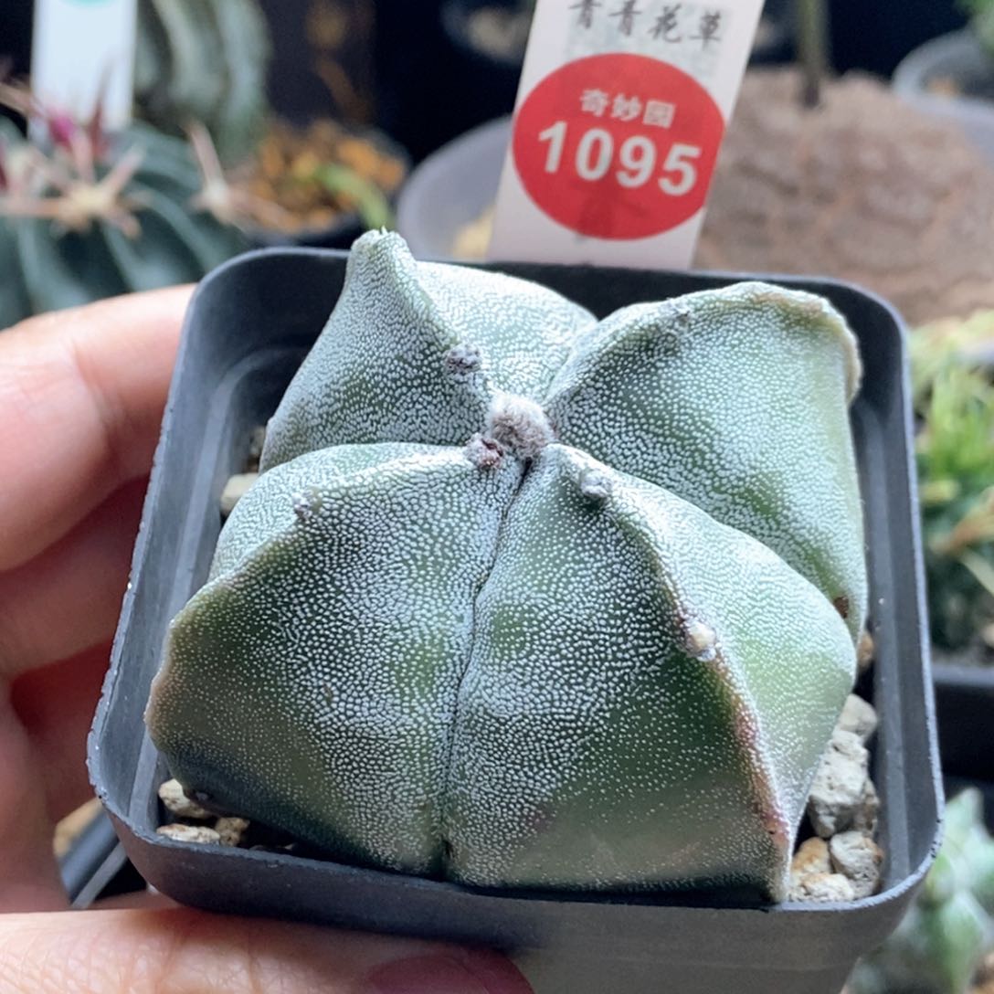 实生四角银沙鸾凤玉一颗