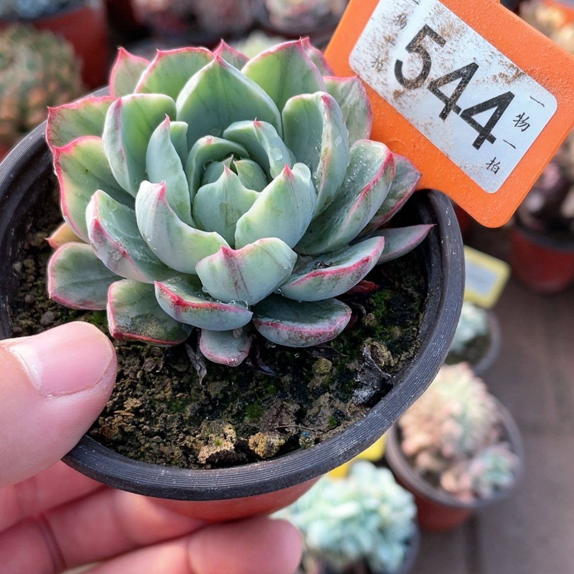 【闪购商品】544号赫拉锦