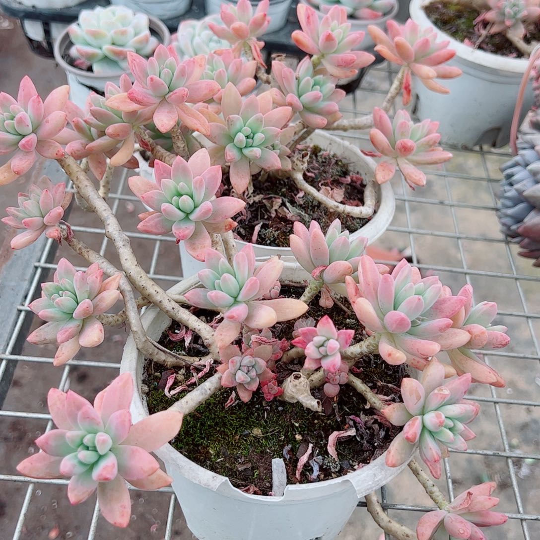 果冻秋丽多头群生精品特价二盆