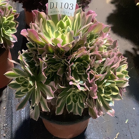 1103白凤多肉法师