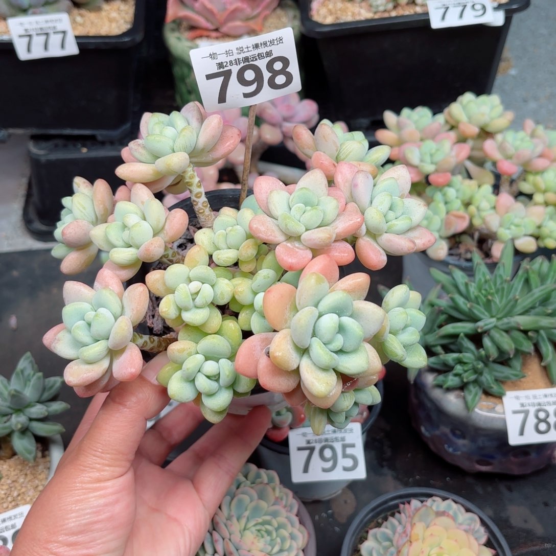 奶白糖多肉多肉多肉