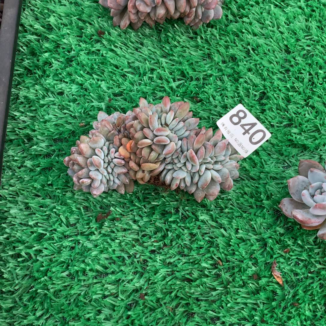 840橙子缀多肉植物