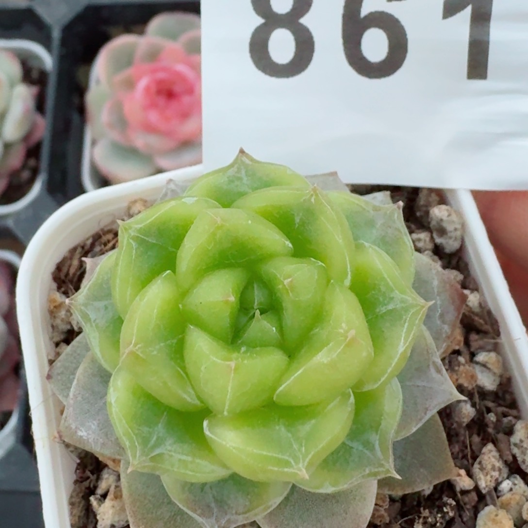 七喜         精品多肉