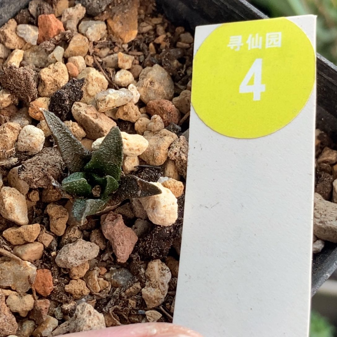 实生龙角牡丹2cm一棵仙人球