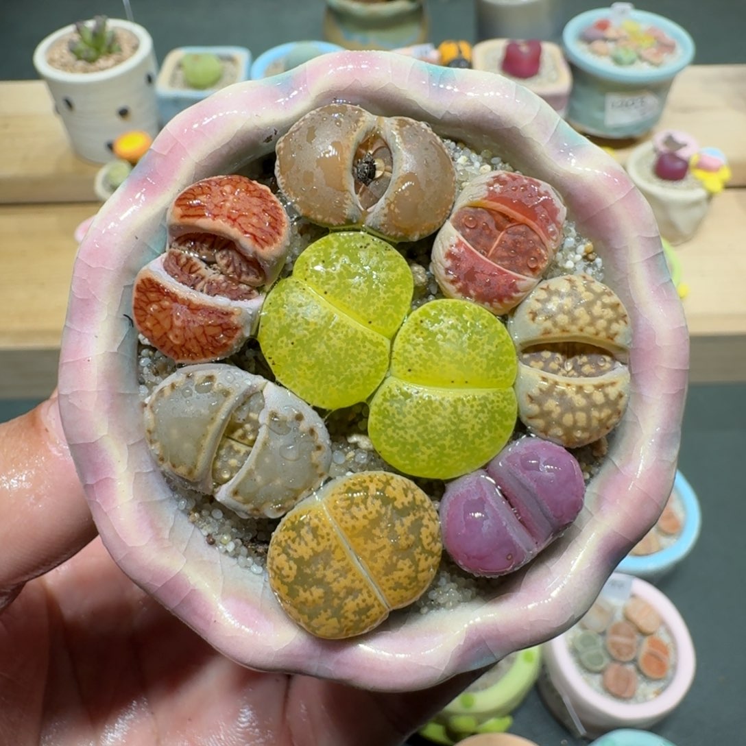 红陶蘑菇327彩拼