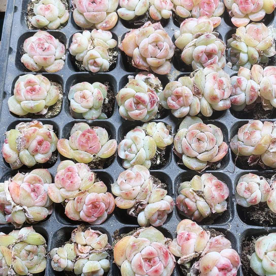 琉璃球穴不包整一个满25包邮