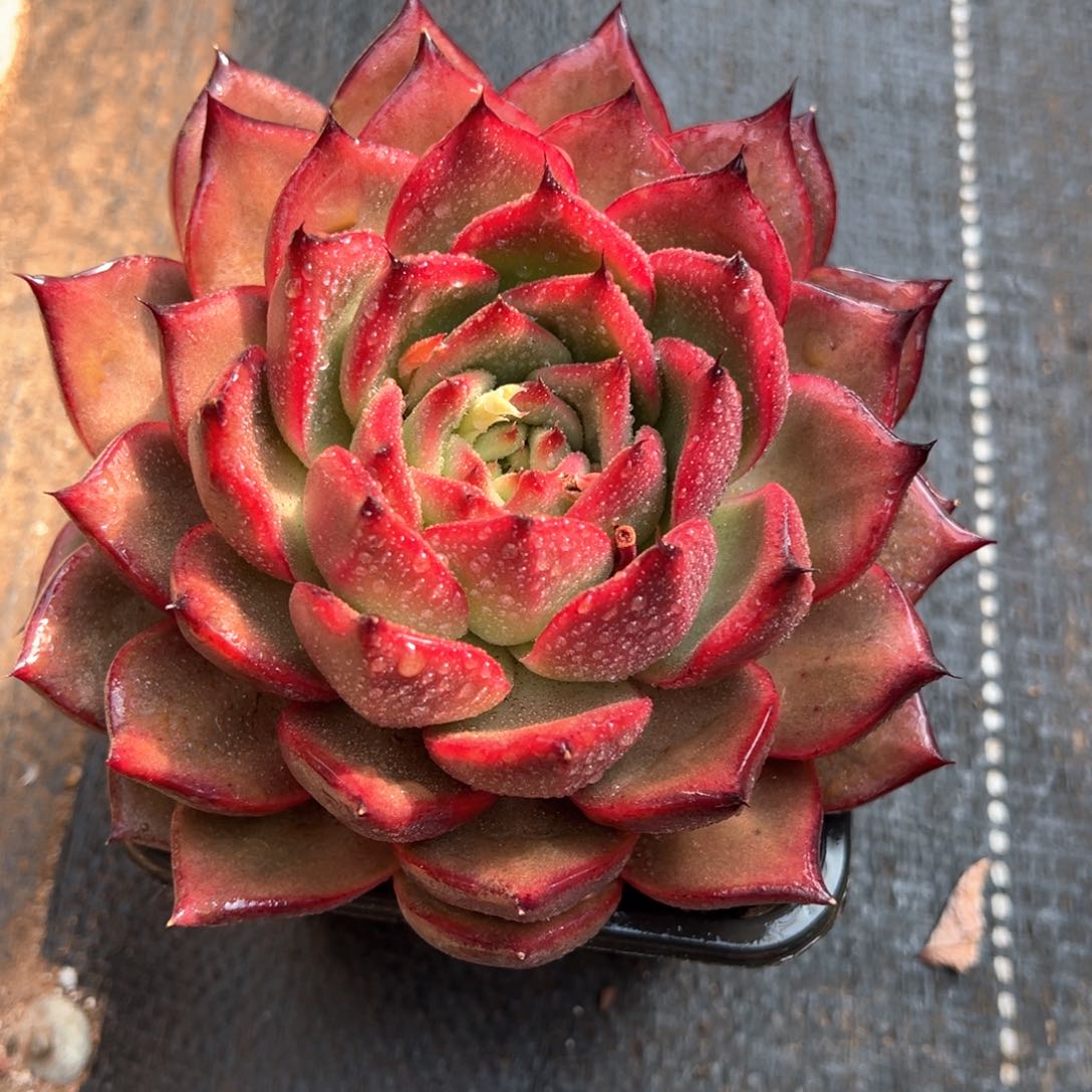 粉樱花多肉植物黛崽