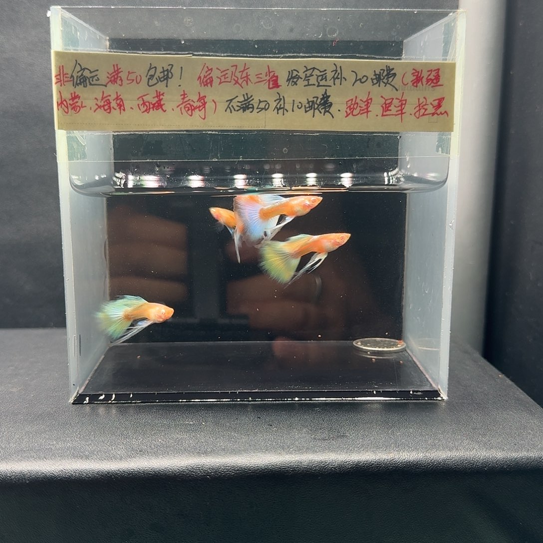 孔雀鱼天空蓝长公5条