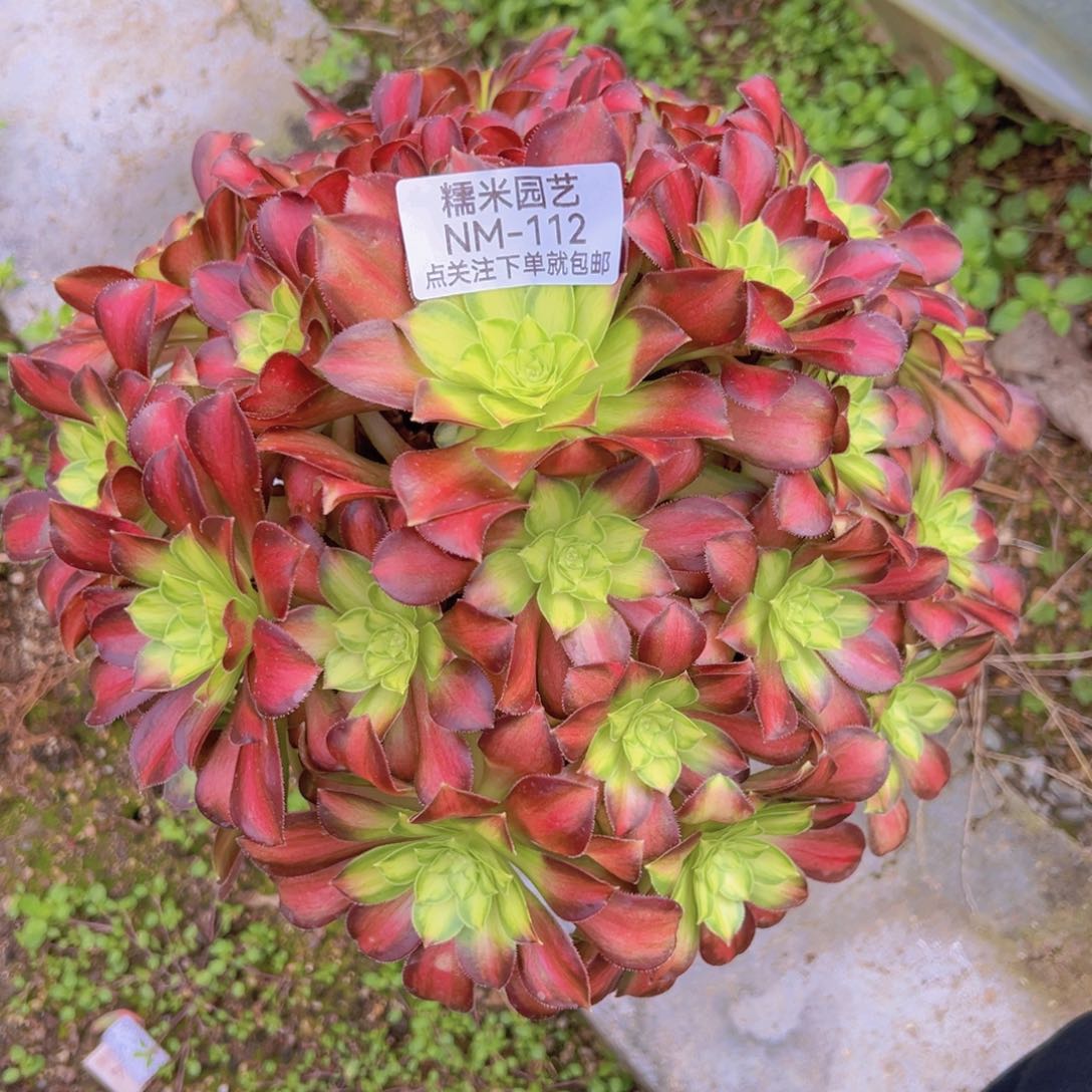 韶华老桩手捧多肉植物112