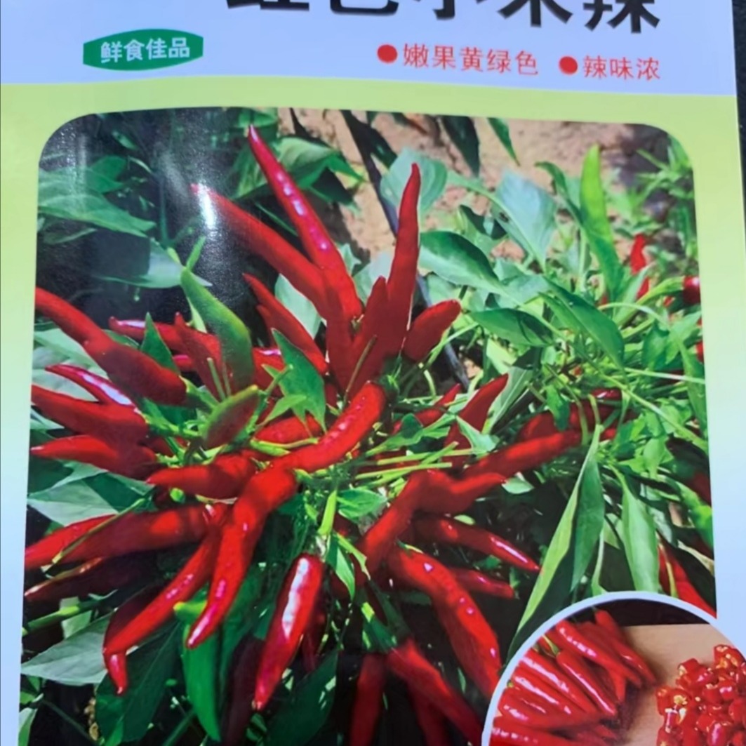 小米辣种子辣椒籽特辣辣椒籽