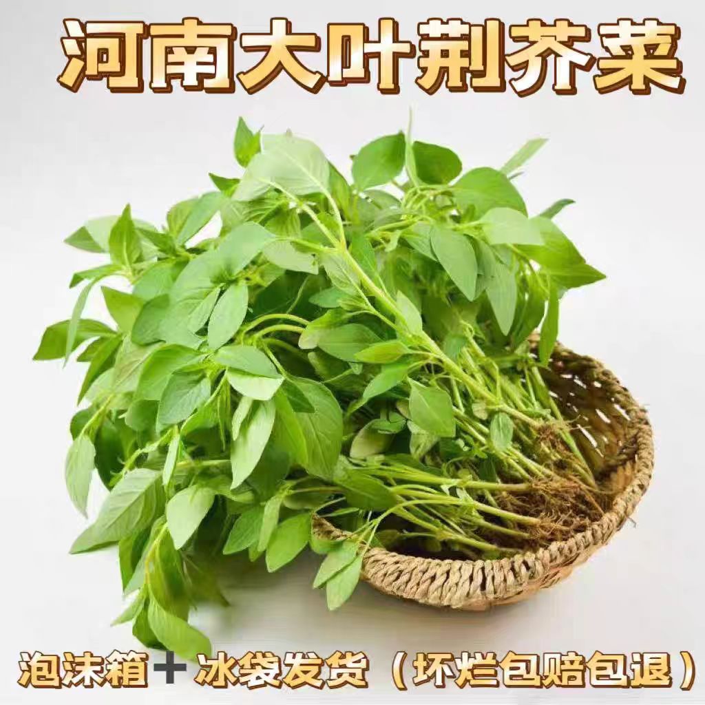 河南特产新鲜荆芥菜农家自种现摘现发凉拌调味蔬菜新鲜包邮到家