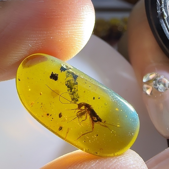 裸石琥珀未镶嵌虫珀标本