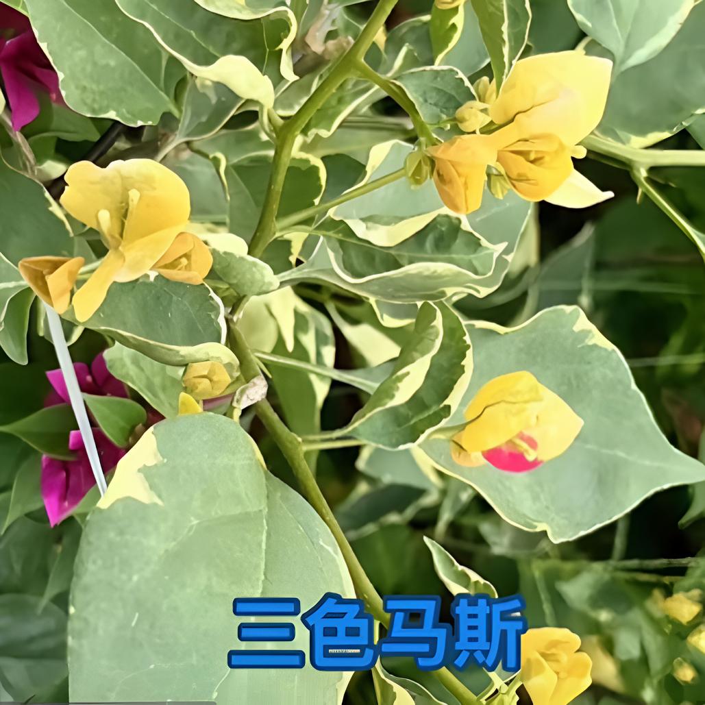 三角梅盆栽绿植花卉室内外观赏植物