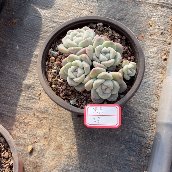 默***冰玉多肉十方盆5头