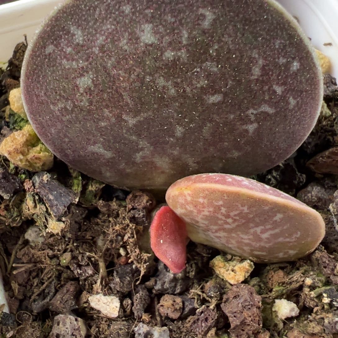 满斑花蛋多肉植物水泡