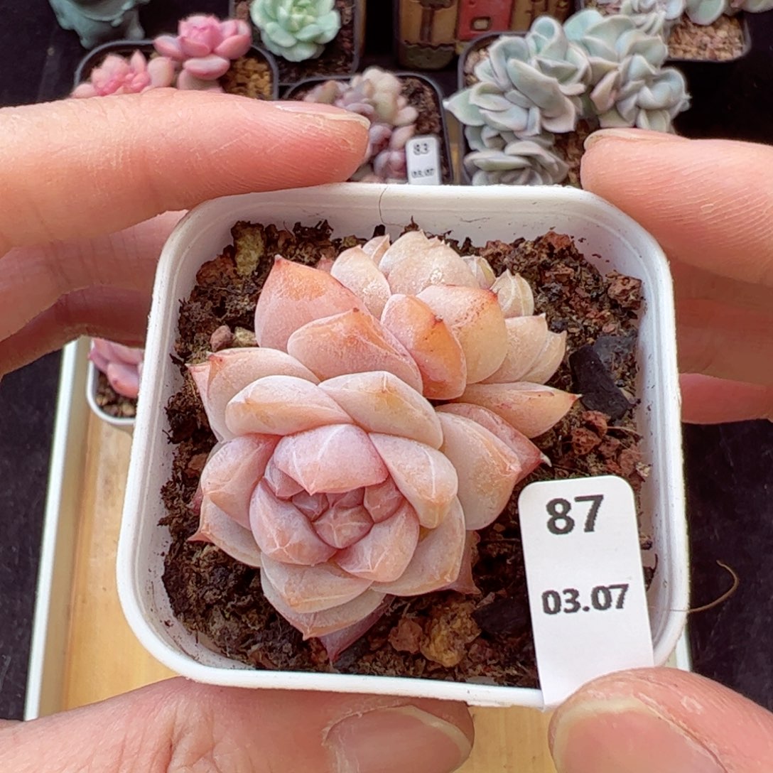 粉钻87、哈哈哈哈