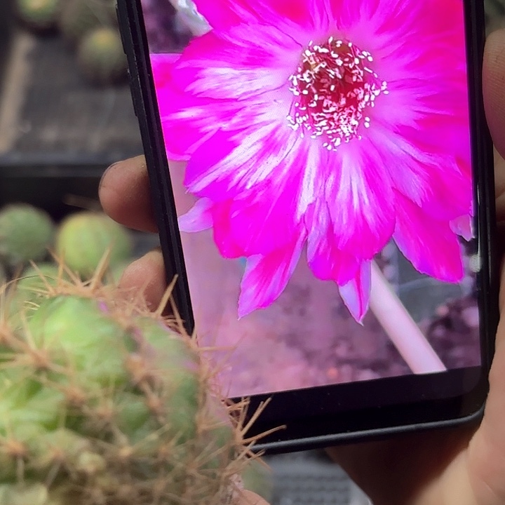 0710丽花20包邮侧牙仙人球11