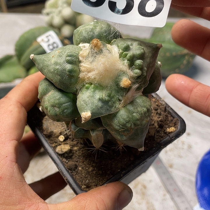 完全开放638怒涛大型体仙人球