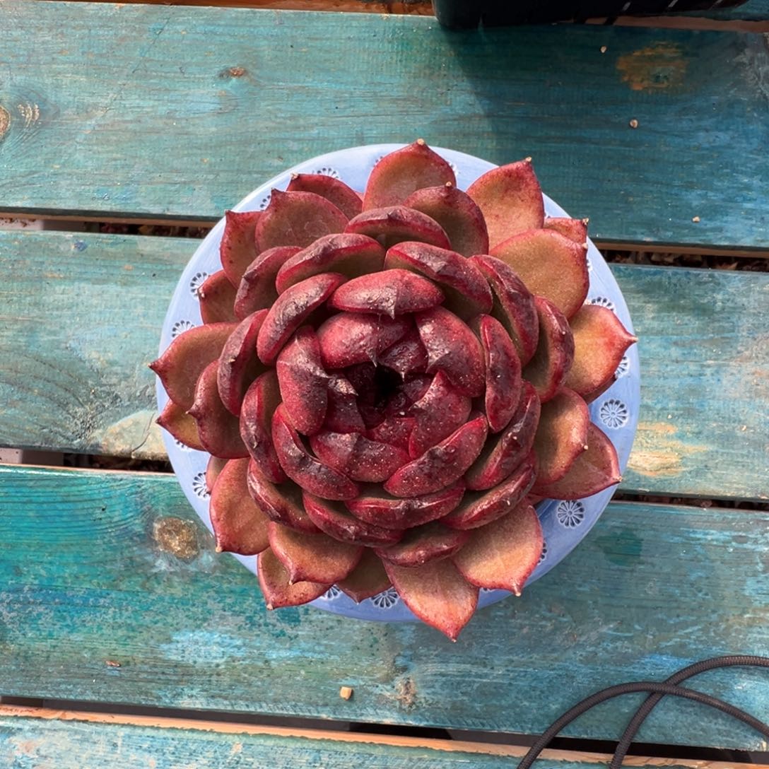 多肉编号0125-血月宝石