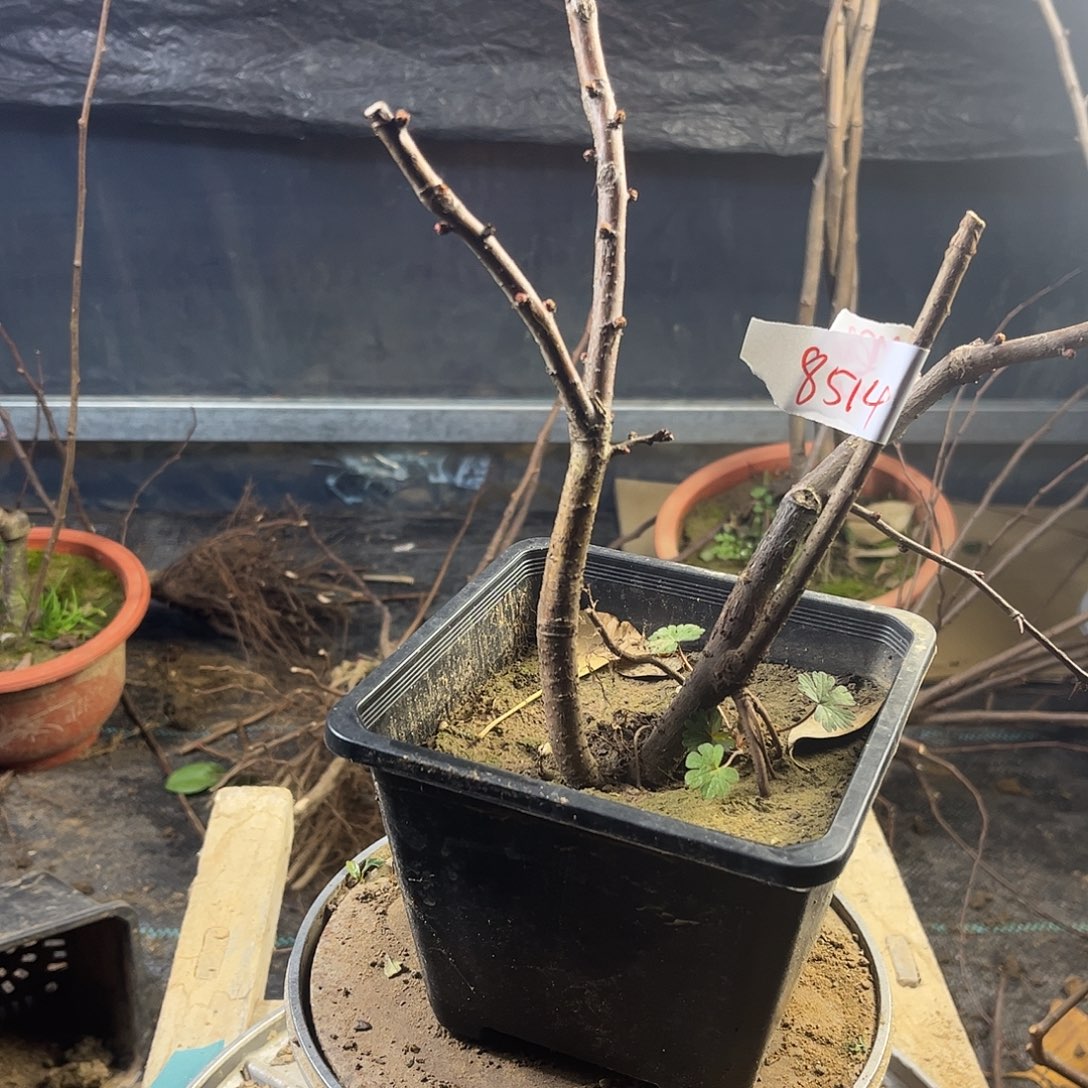 巅***下无花朵漂亮好看好看好看