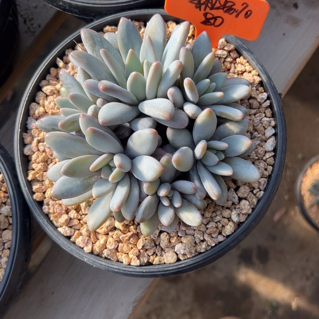 一***石橙龙11111114444444444