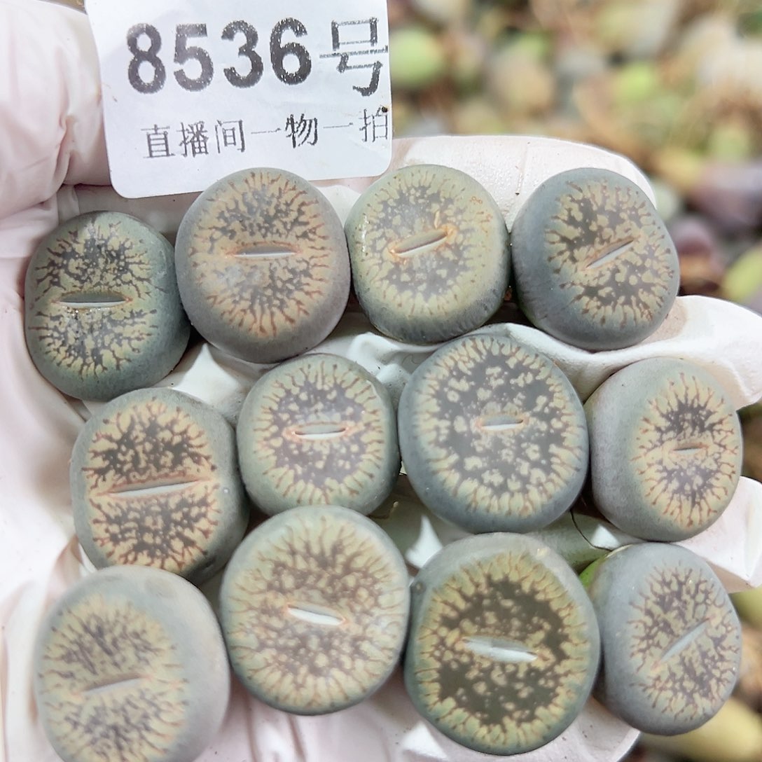 8536 好养易活生石花大母本12个