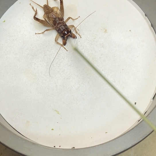 蛐蛐不错福利多多