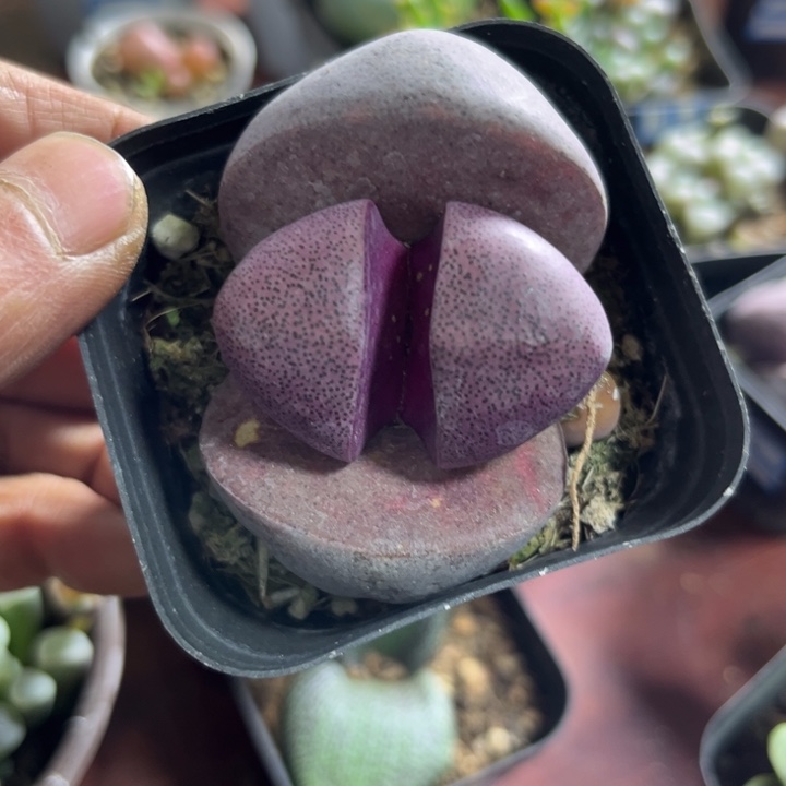 可爱多肉嘟嘟紫帝玉030