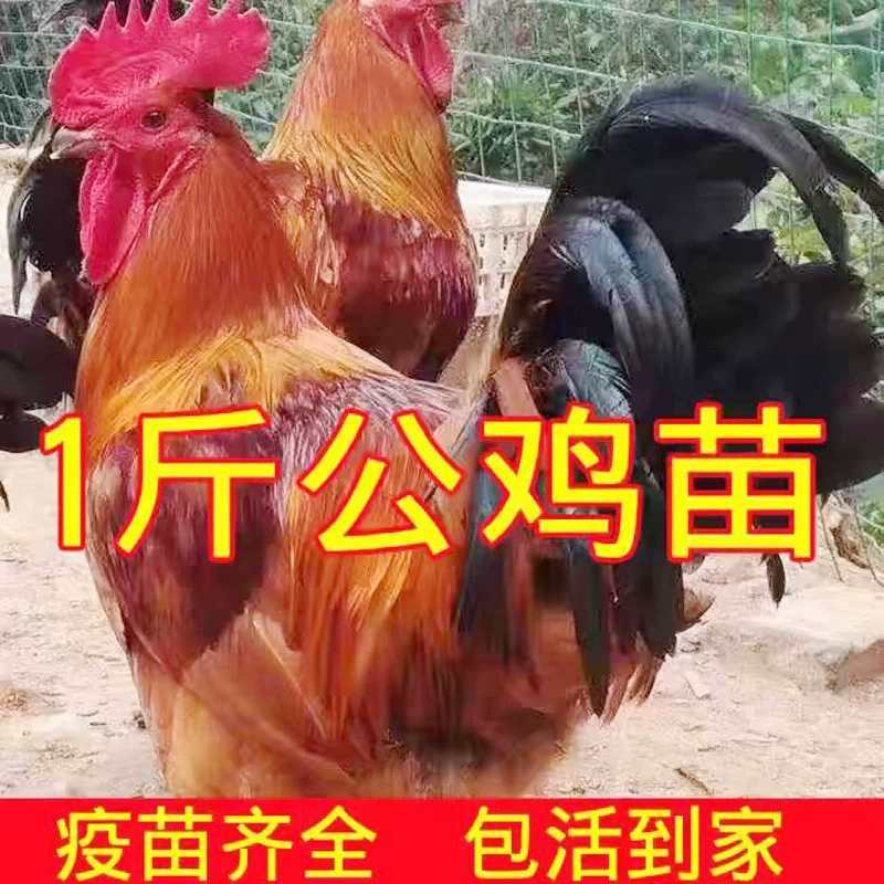 一斤发货红玉鸡1斤九斤红鸡苗九斤黄鸡活体到家包活小鸡