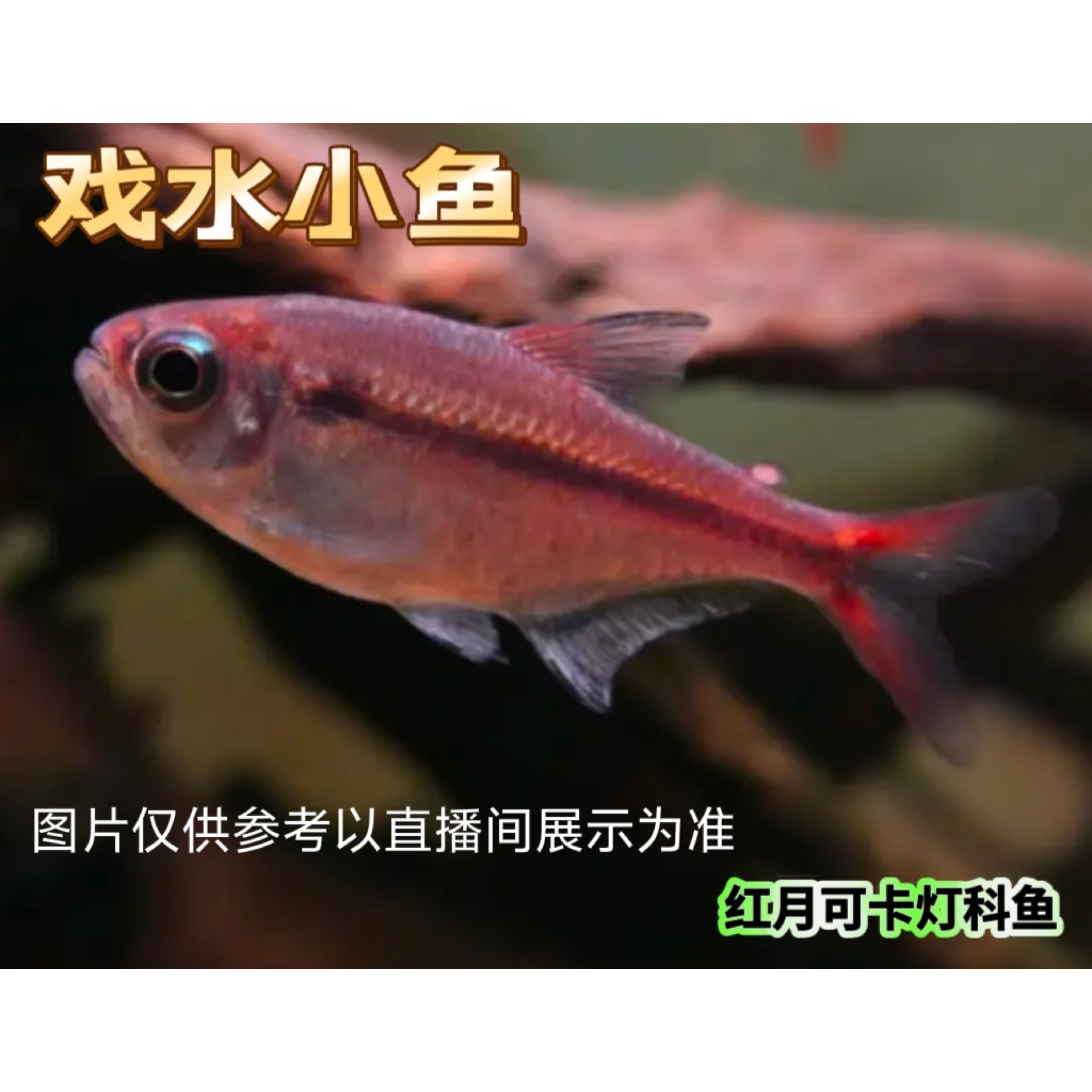 红月可卡灯科鱼草缸群游鱼  活体发货 戏水小鱼