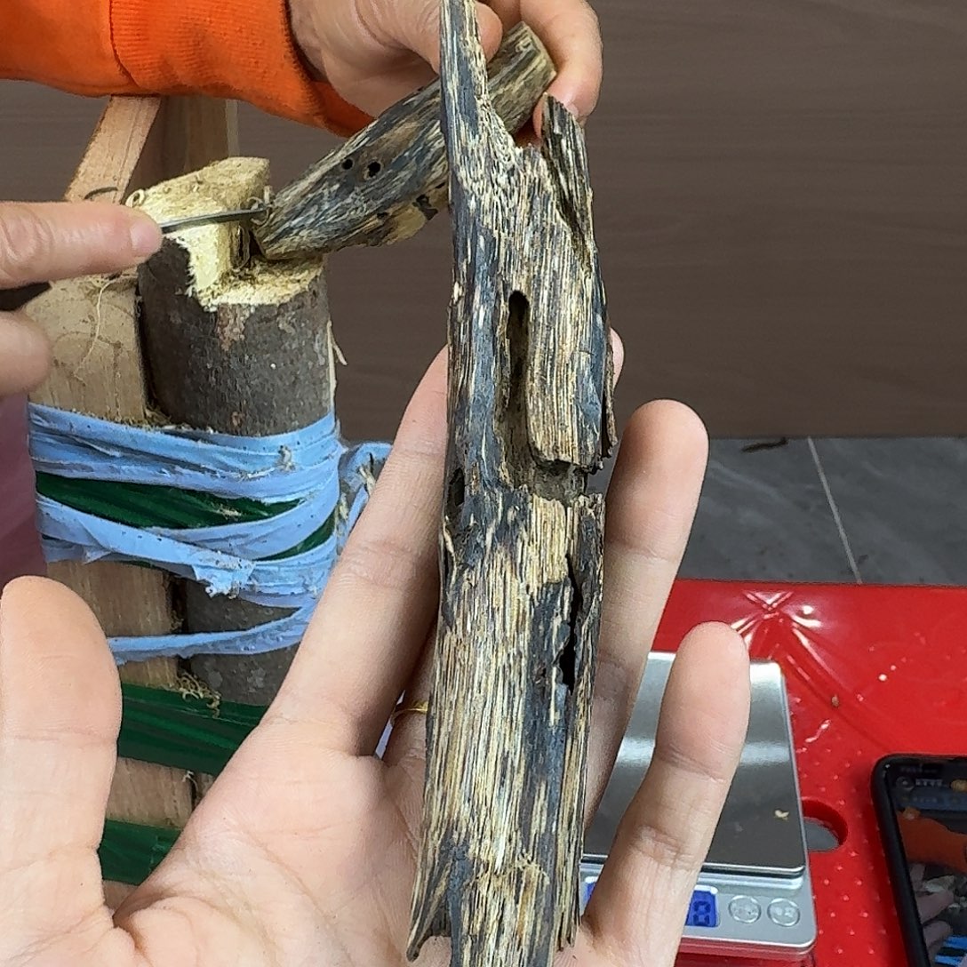 香料绿奇楠陆河天然虫漏17克