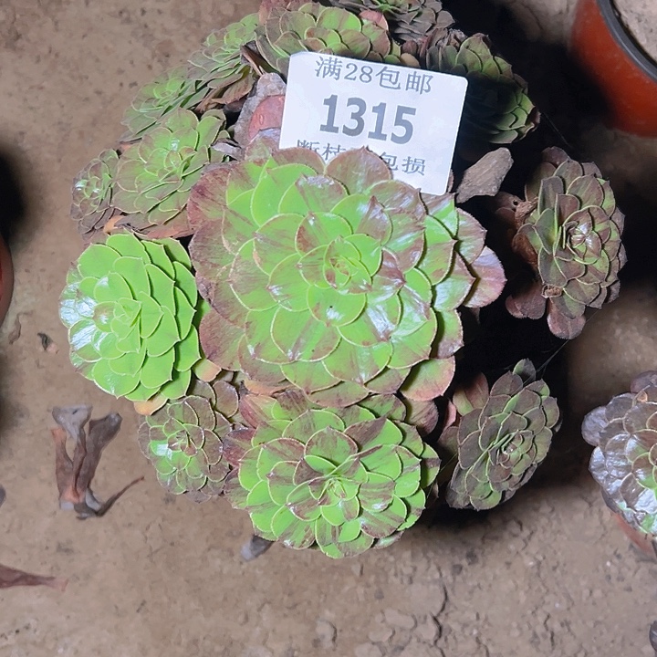 1315花月夜多肉植物