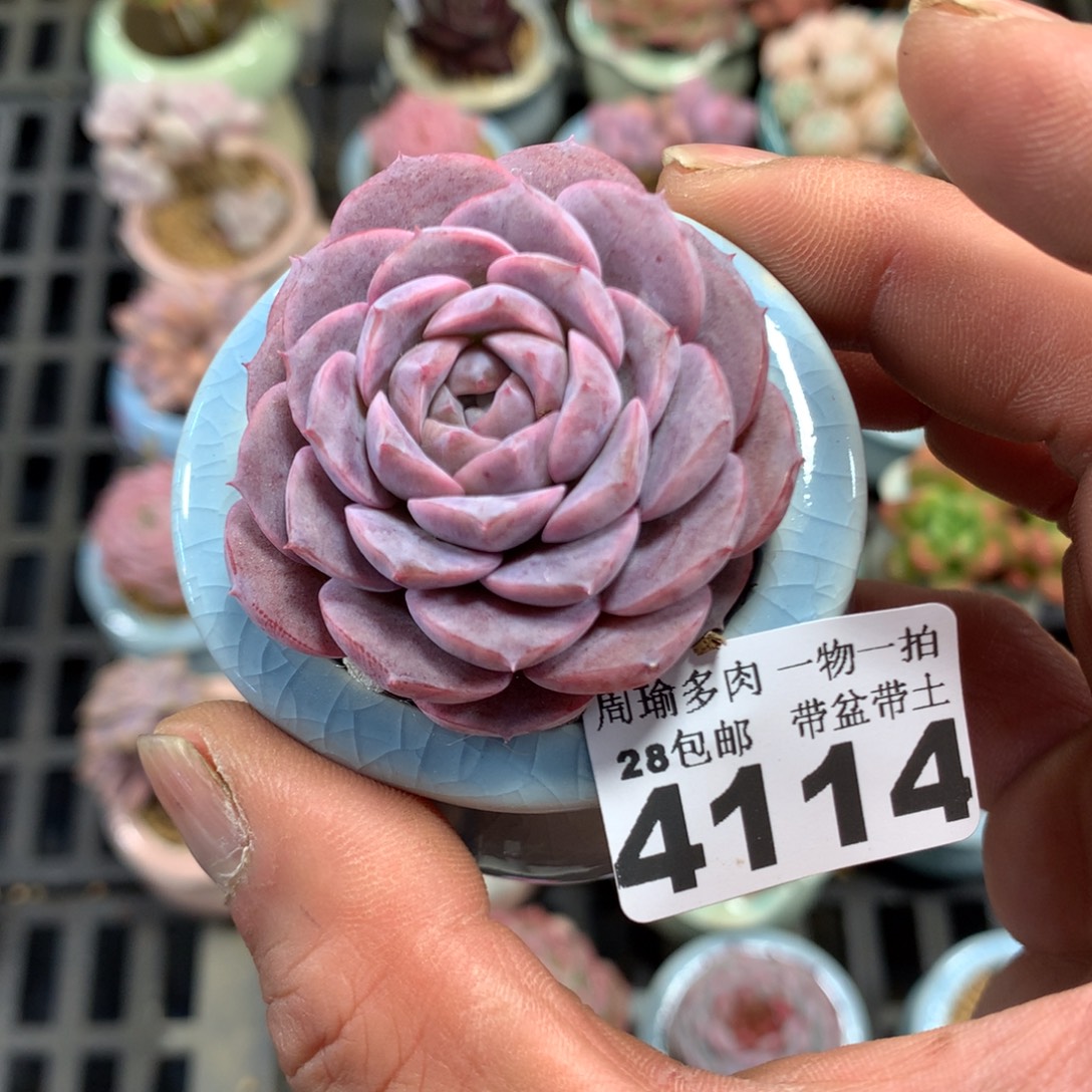 精控多肉植物4114