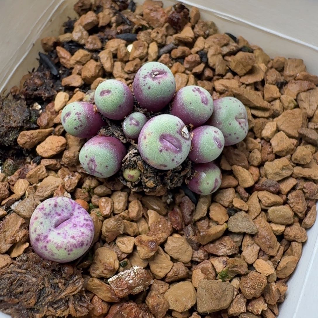 132小红嘴带盆发货一颗5880000