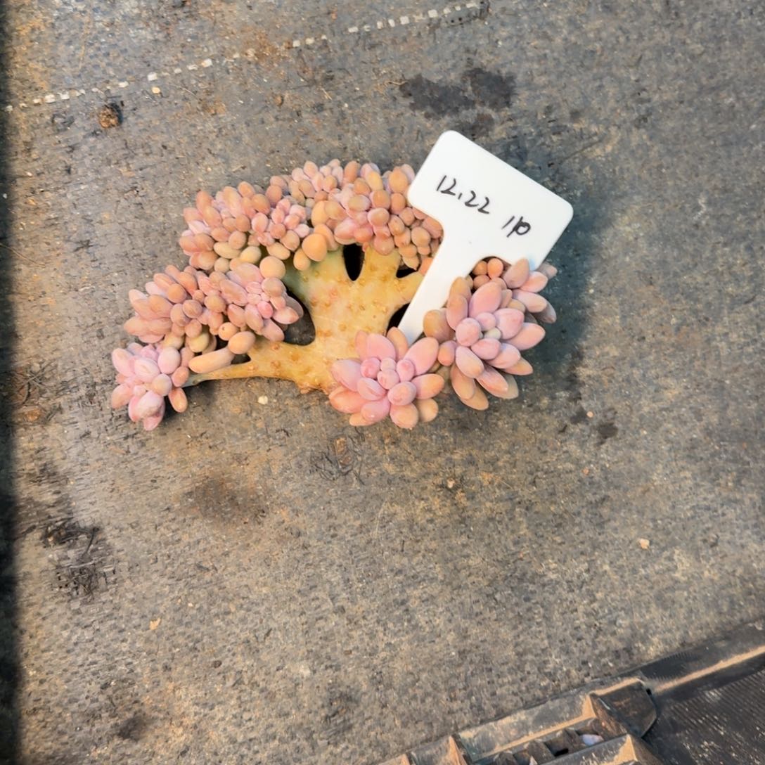 刘***a一物一拍汤圆缀化110