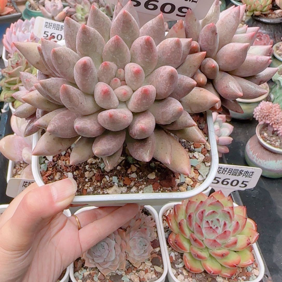 多肉植物5609…………….
