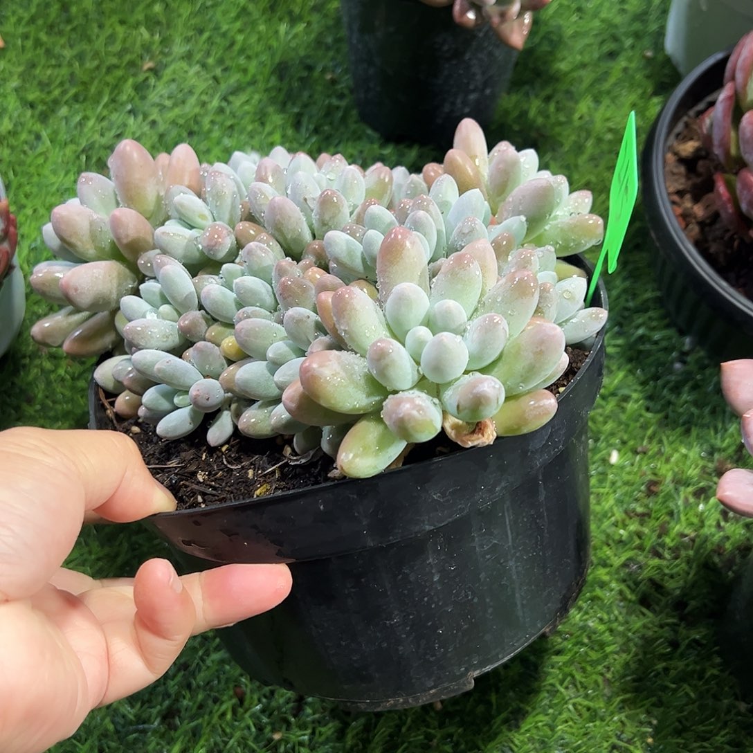 汤圆平头多肉植物