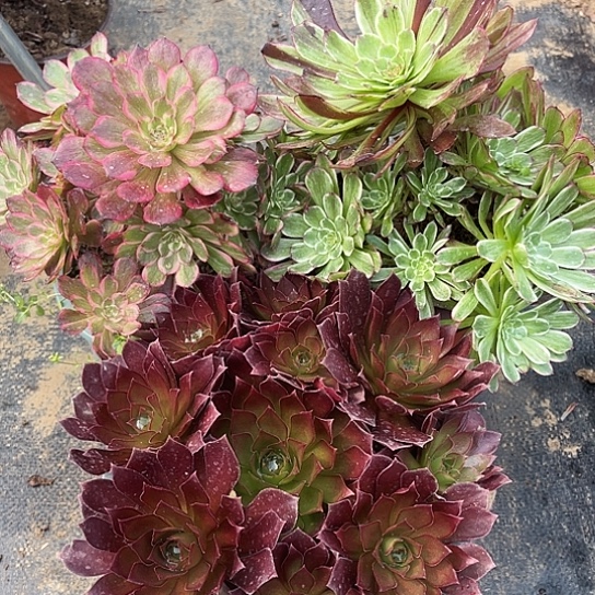 三个多肉植物组合76