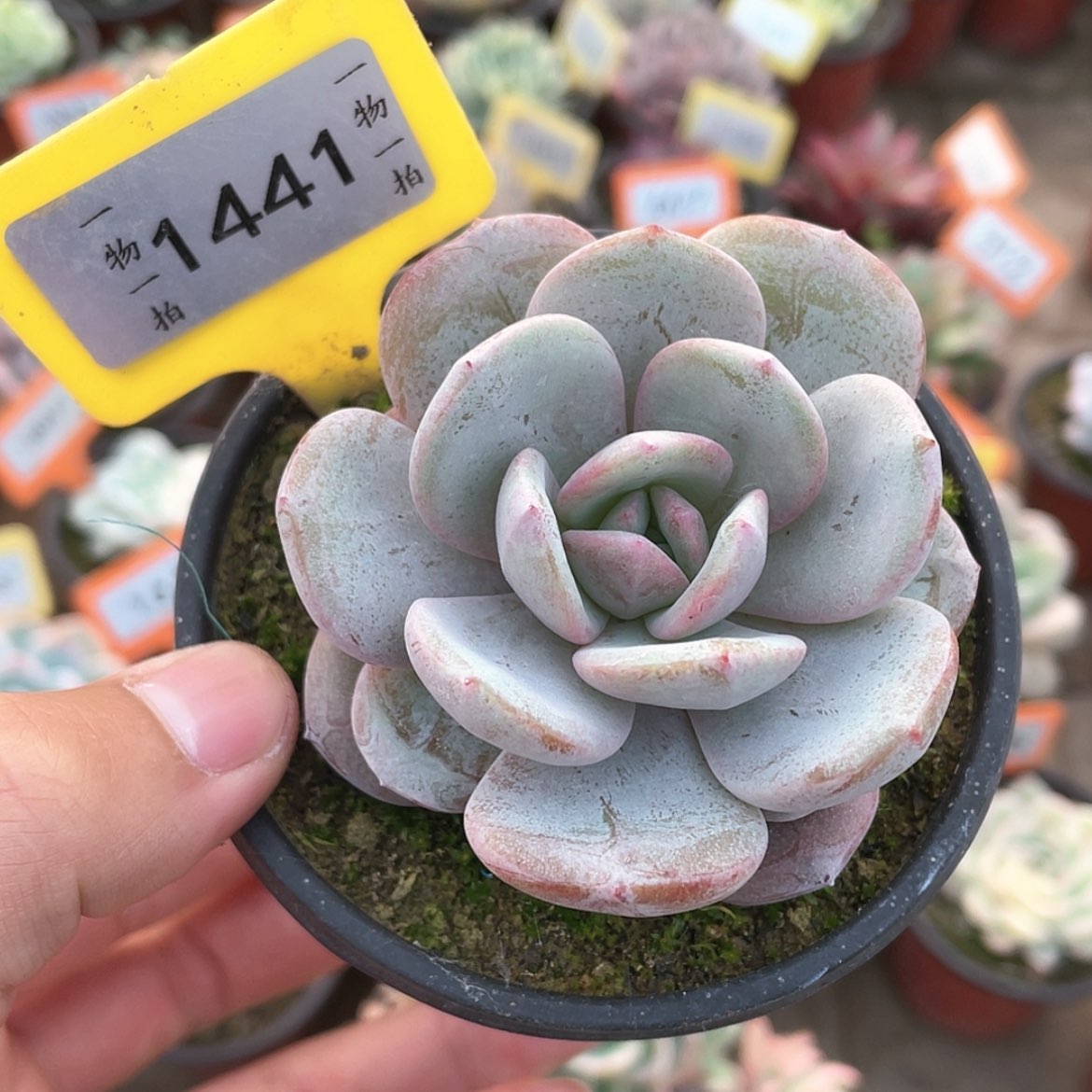 【闪购商品】1441号