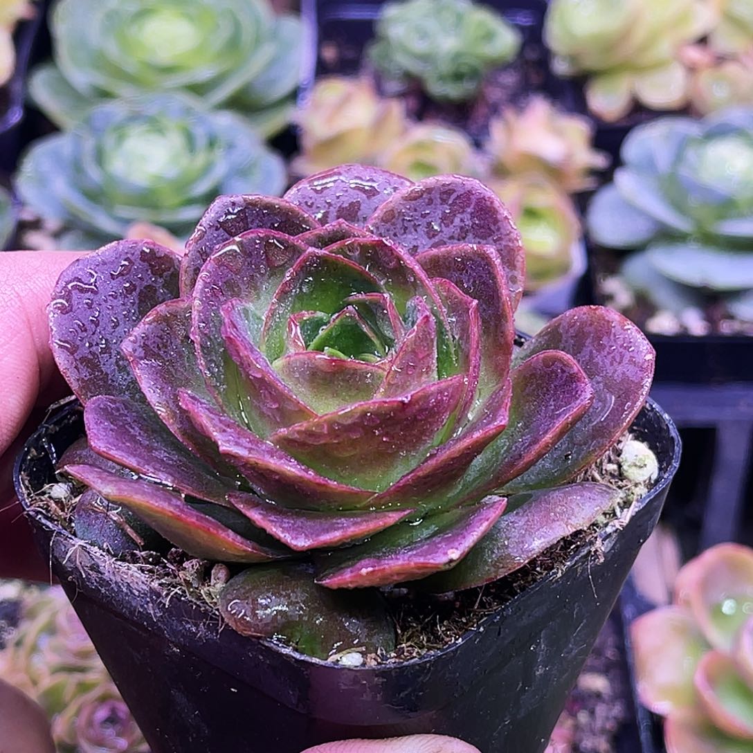 紫罗蓝 满28元非偏远包邮 多肉