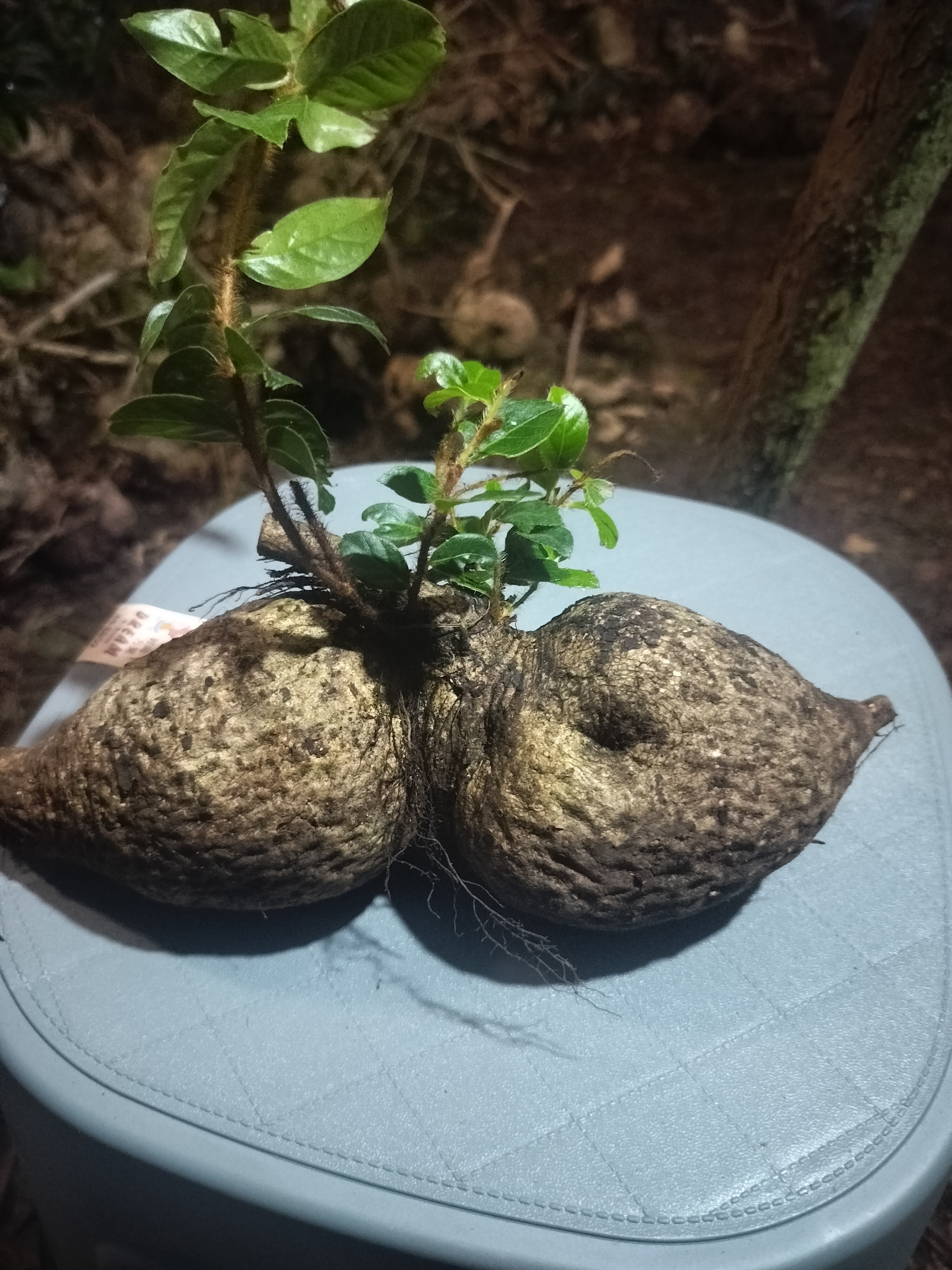 大叶金边桂花五翅莓带香味有锯齿形懒人绿植好养殖