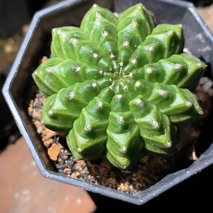 孤品实生泰系无刺貘5cm年终福利