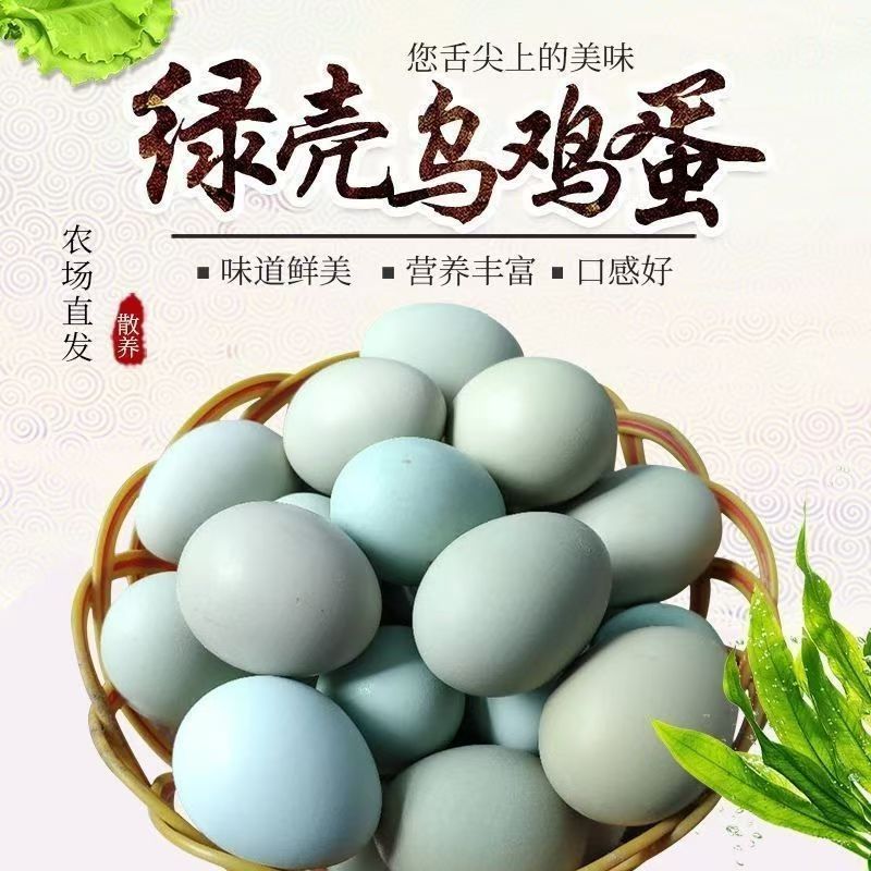 50枚挑选五黑鸡受精蛋可孵化受精率百分之50以上