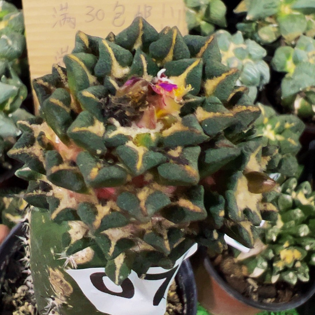 无花朵双头光面黑牡丹072