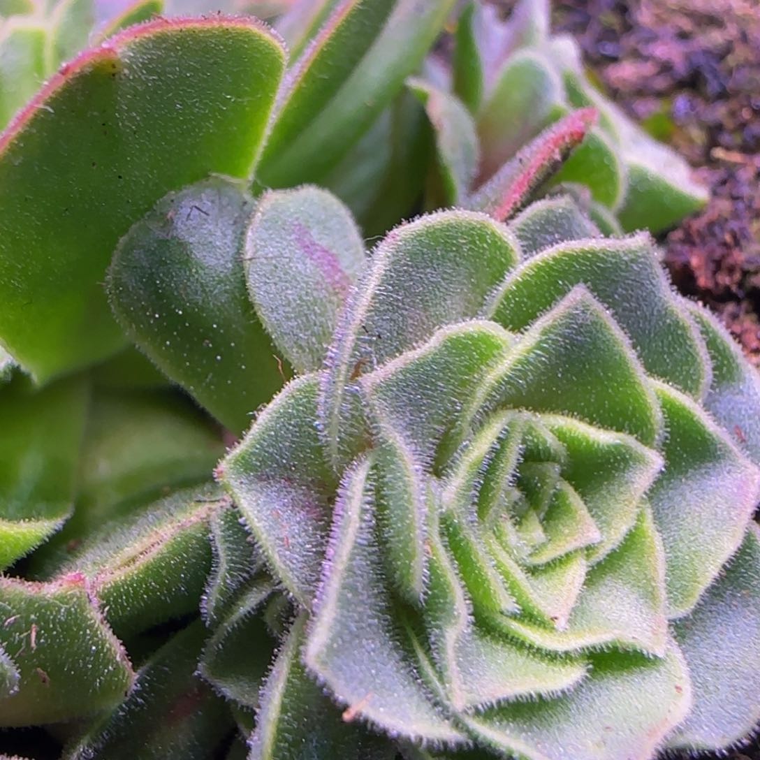 龙葵侧芽4558584747474